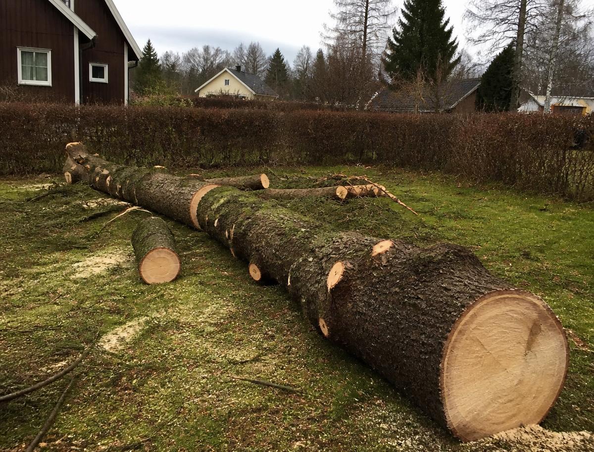 Nedtagen gran kapad i trädgård