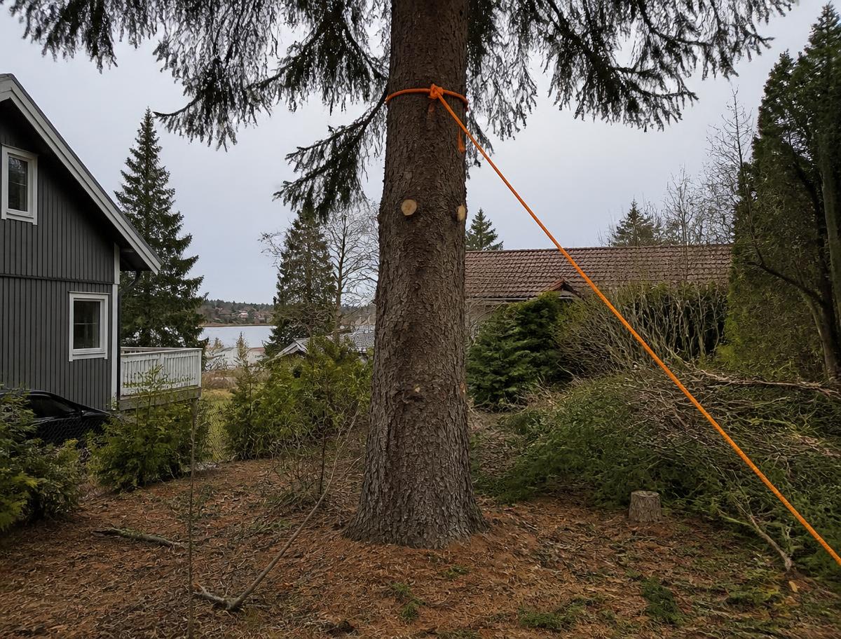Gran som säkras med rep före fällning intill hus